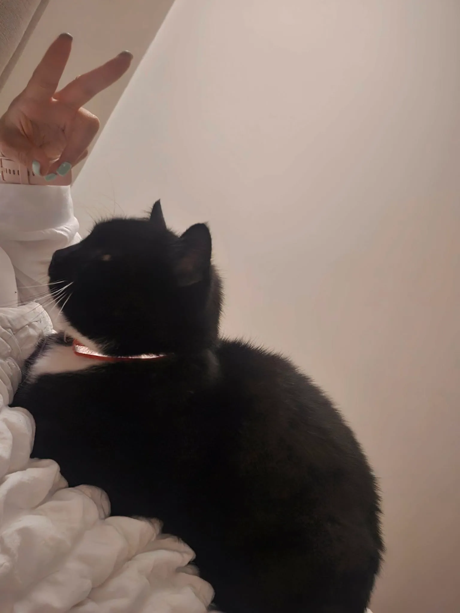 Jade’s black-and-white cat curled up beside her at home