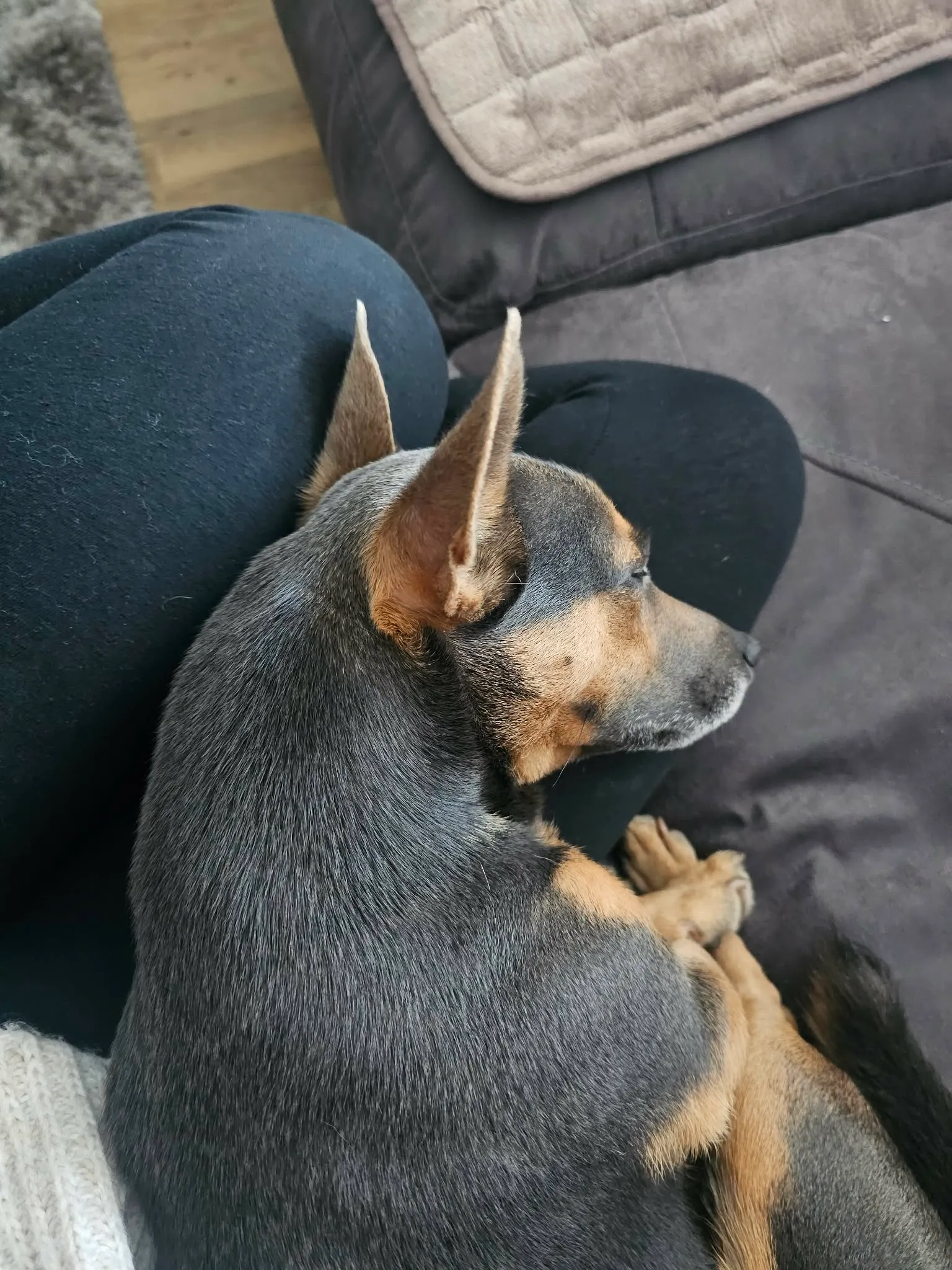 A small dog dozing contentedly on Jade’s lap