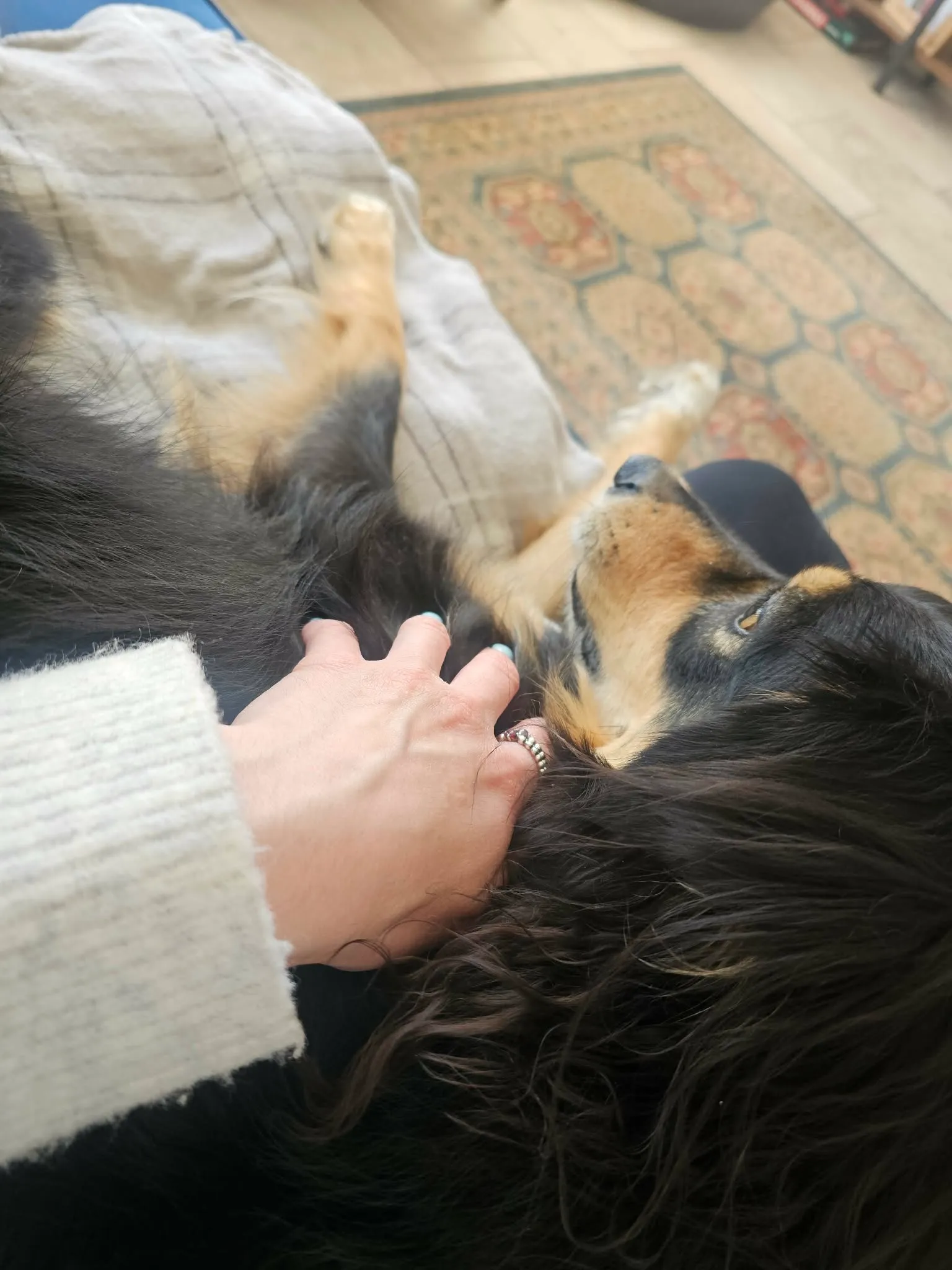 Jade’s hand gently fussing a dog stretched out for a belly rub